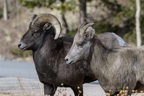 Khám Phá Con Cừu Bighorn Lớn Nhất Từng Bị Bắt ở Montana