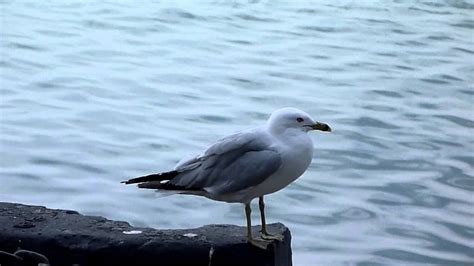 Singing Seagull Youtube