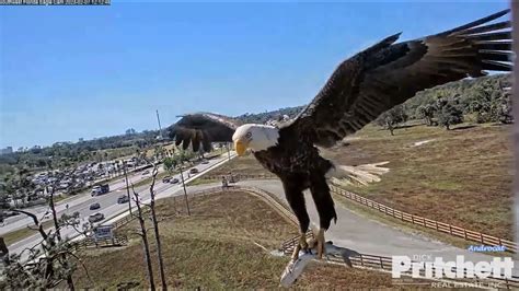 Swfl Eagle Cam M S Beautiful Flight In W Delivery E