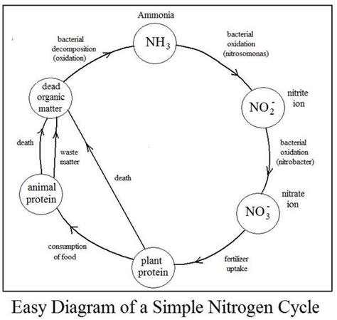 Fully Labeled Diagram Of The Nitrogen Cycle