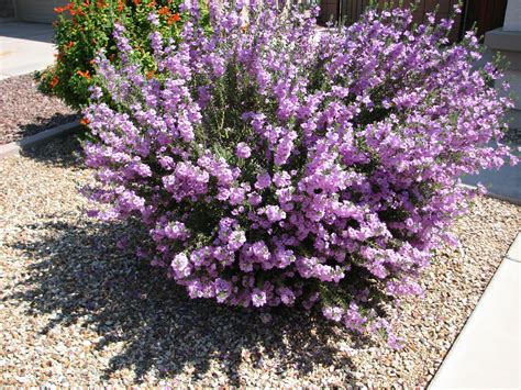 Beautiful Desert Texas Sage Backyard Pool Landscaping Texas Sage Plants