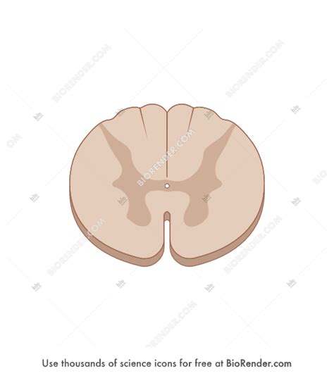 Biology Pictures Spinal Cord Crossection Spinal Nerves Anatomy Hot