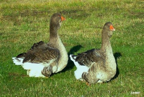 Toulouse Geese