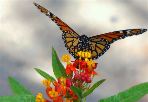 Monarch Butterfly Migration In San Diego 2024 2025 Roveme