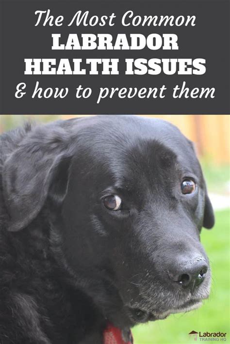 The Most Common Labrador Health Conditions and How to Prevent Them ...