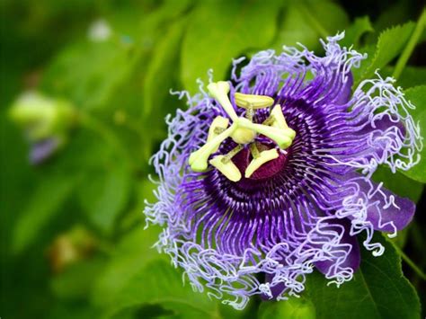 Passion Fruit Flower Wallpapers Wallpaper Cave