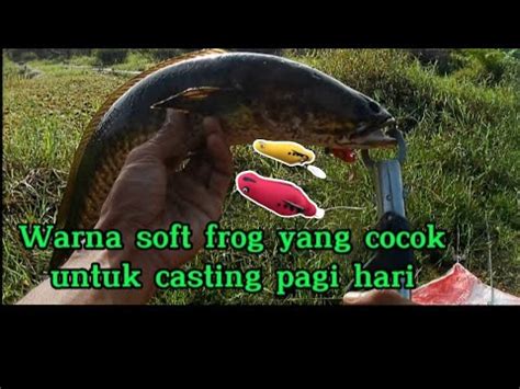 Casting Ikan Gabus Di Saat Air Mulai Surut Casting Haruan Di Parit