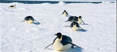 10 Best Falkland Islands Cruises Tours & Trips for 2021 by Adventure Life