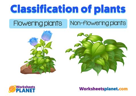 Classification of Plants | Science Resource for Primary Kids