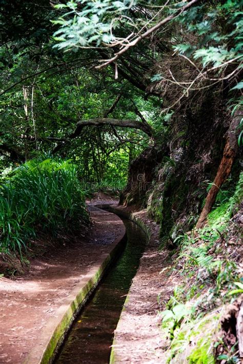 Brook In The Forestpath In The Forest Photo Wallpaper Stock Photo