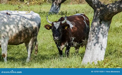 Pastos De Vacas Vistas En Un Prado Verde Foto De Archivo Imagen De