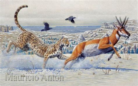 “American cheetah” (Miracinonyx trumani) hooking the hind leg of an ...