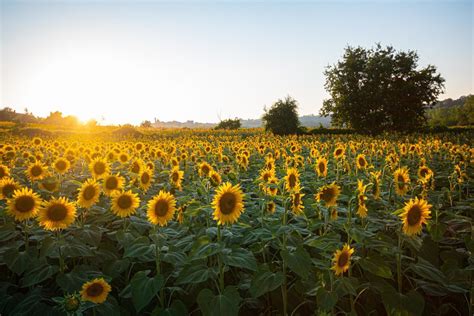 Sunflower Wax British Wax