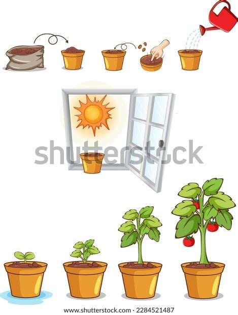 Process Plant Growth Vector Illustration Stock Vector Royalty Free