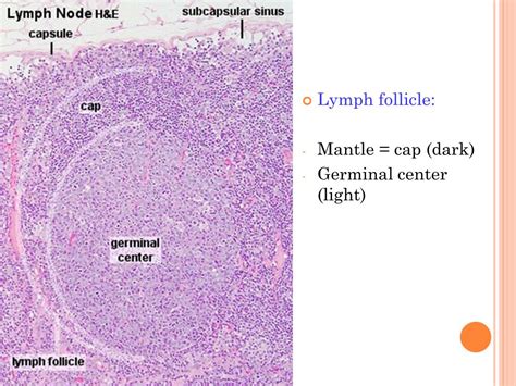 Ppt Histological Structure Of Lymphoid Organs Powerpoint Presentation Id 3066798