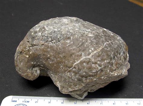 Louisville Fossils and Beyond: Platyceras dumosum pileum Snail Fossil