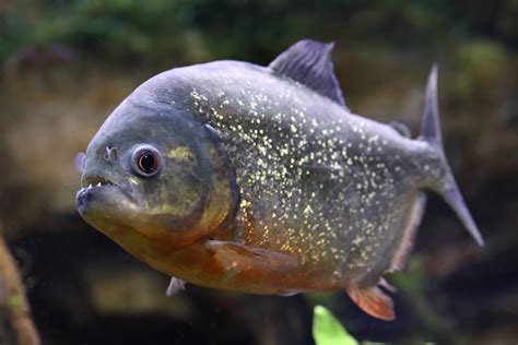 Piranha Symbolism, Dreams, and Messages | Spirit Animal Totems