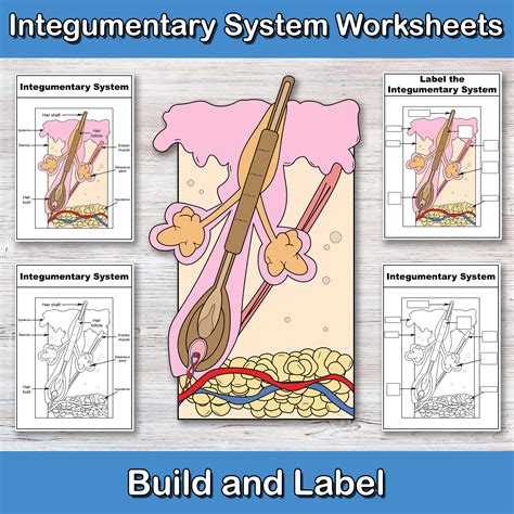 Build And Label The Integumentary System Anatomy Worksheets Skin