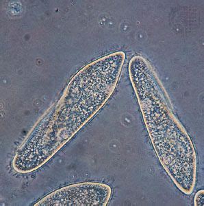 Paramecium | Unicellular Organism, Ciliate Genus | Britannica