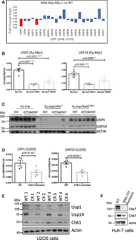 Down Regulation Of Chk Expression In Cct Resistant U Os And