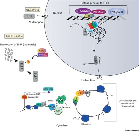 Birth And Death Of Histone Mrnas Trends In Genetics