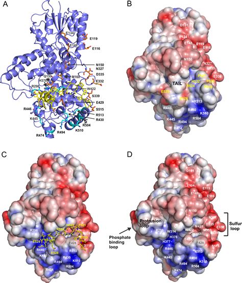 Structures Of Drosophila Cryptochrome And Mouse Cryptochrome Provide