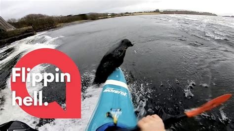 Heart Stopping Moment Seal Flips On Top Of Kayak Nearly Causing It To