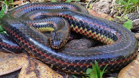 Rare Rainbow Snake Seen In Ocala Is First Sighting Of Species Since