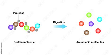 Scientific Designing Of Protein Digestion Protease Enzyme Effect On Protein Molecule Vector