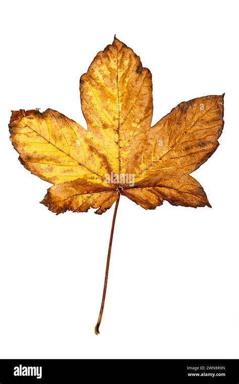 Yellow Maple Leaf On White Background Stock Photo Alamy