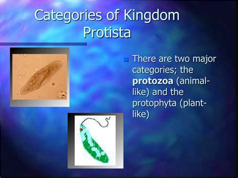 Ppt Kingdom Protista Powerpoint Presentation Free Download Id360576