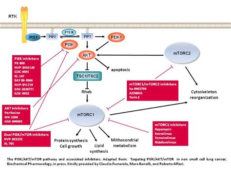 Targeting Pi3k Akt Mtor Pathway In Cancer Magazine Abcd The