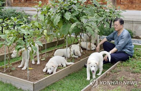 문 전 대통령 정부에 풍산개 3마리 반납 협의 요청 나무뉴스