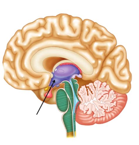 Anatomy Physiology II Lab Exam 1 Flashcards Quizlet