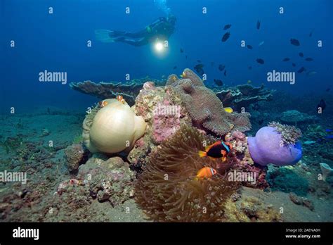 Symbiose Seeanemonen Fotos Und Bildmaterial In Hoher Aufl Sung Alamy