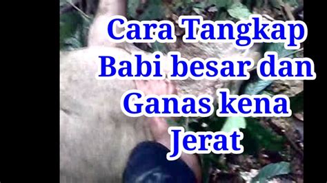 Cara Menangkap Babi Besar Dan Ganas Kena Jerat YouTube