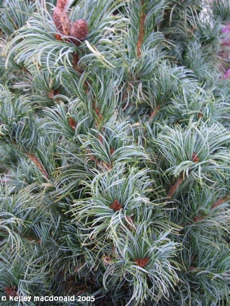 Plantfiles Pictures Bergman S Japanese White Pine Bergmani Pinus Parviflora 1 By Kell