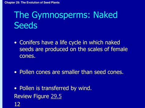 Ppt Chapter The Evolution Of Seed Plants Powerpoint Presentation