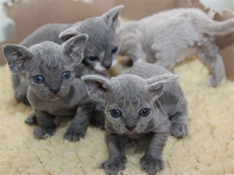 Devon Rex Cat Breed Profile Personality And How To Care