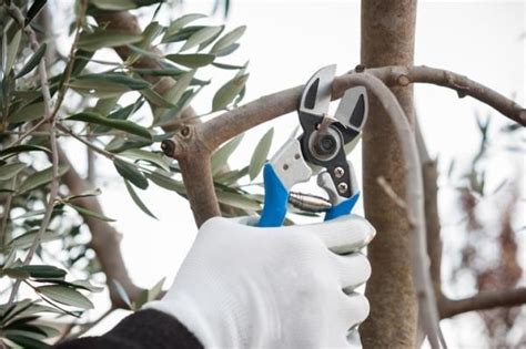 Olivo en maceta cuidados Guía práctica Olivos en maceta Poda de