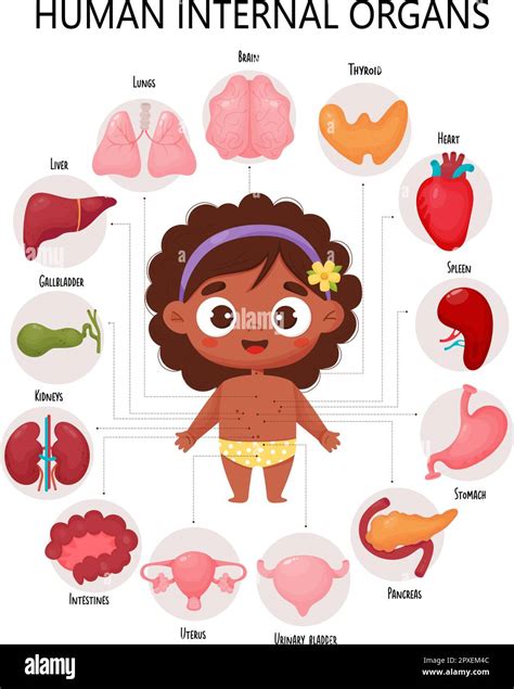 Anatomy Human Body Infographic With Cute Black Ethnic Girl Visual Diagram Healthy Internal