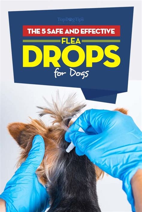 The Best Flea Drops for Dogs That Are Safe and Effective (2020)