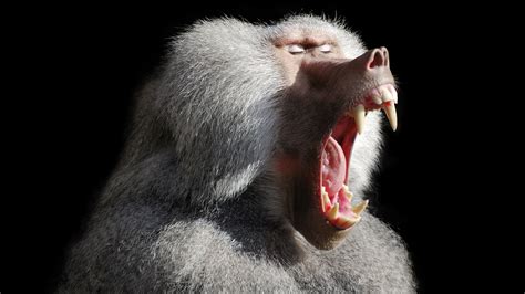 Baboon Mouth Open Stock 4K HD Wallpapers | HD Wallpapers | ID #31130