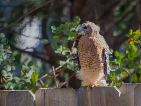 Red Shouldered Hawk Nesting A Complete Guide Birdfact