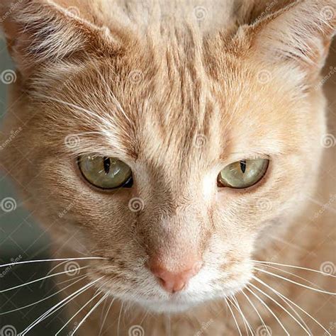 Head Of Ginger Tabby Cat With Green Yellow Eyes Stock Image Image Of Furry Pondering 41453355