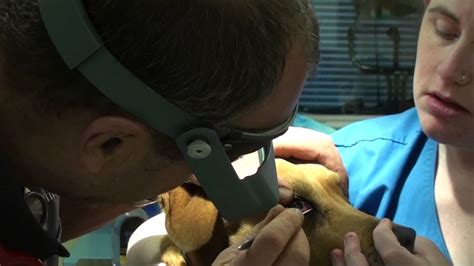Eye worms in Dogs - YouTube
