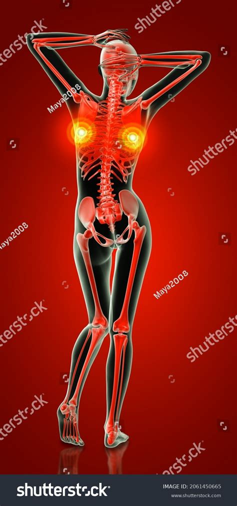 3d Rendering Medical Illustration Female Skeleton Stock Illustration