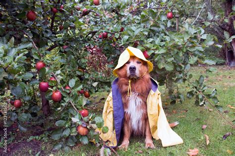 Hund Im Herbst Sitzt Im Regenmantel Unter Einem Apfelbaum Im Regen Im