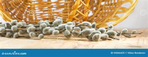 Image Of A Pussy Willow On Table Close Up Stock Image Image Of