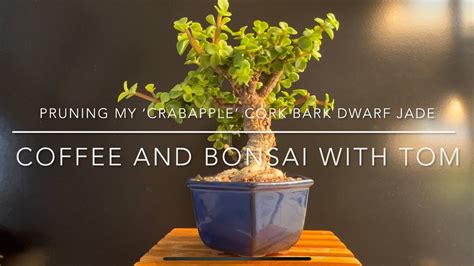 Pruning And Styling My ‘crabapple Cork Bark Dwarf Jade Bonsai